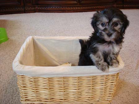 black-and-whtie-female-havanese-puppy-found-home-from-utah-to-arizona